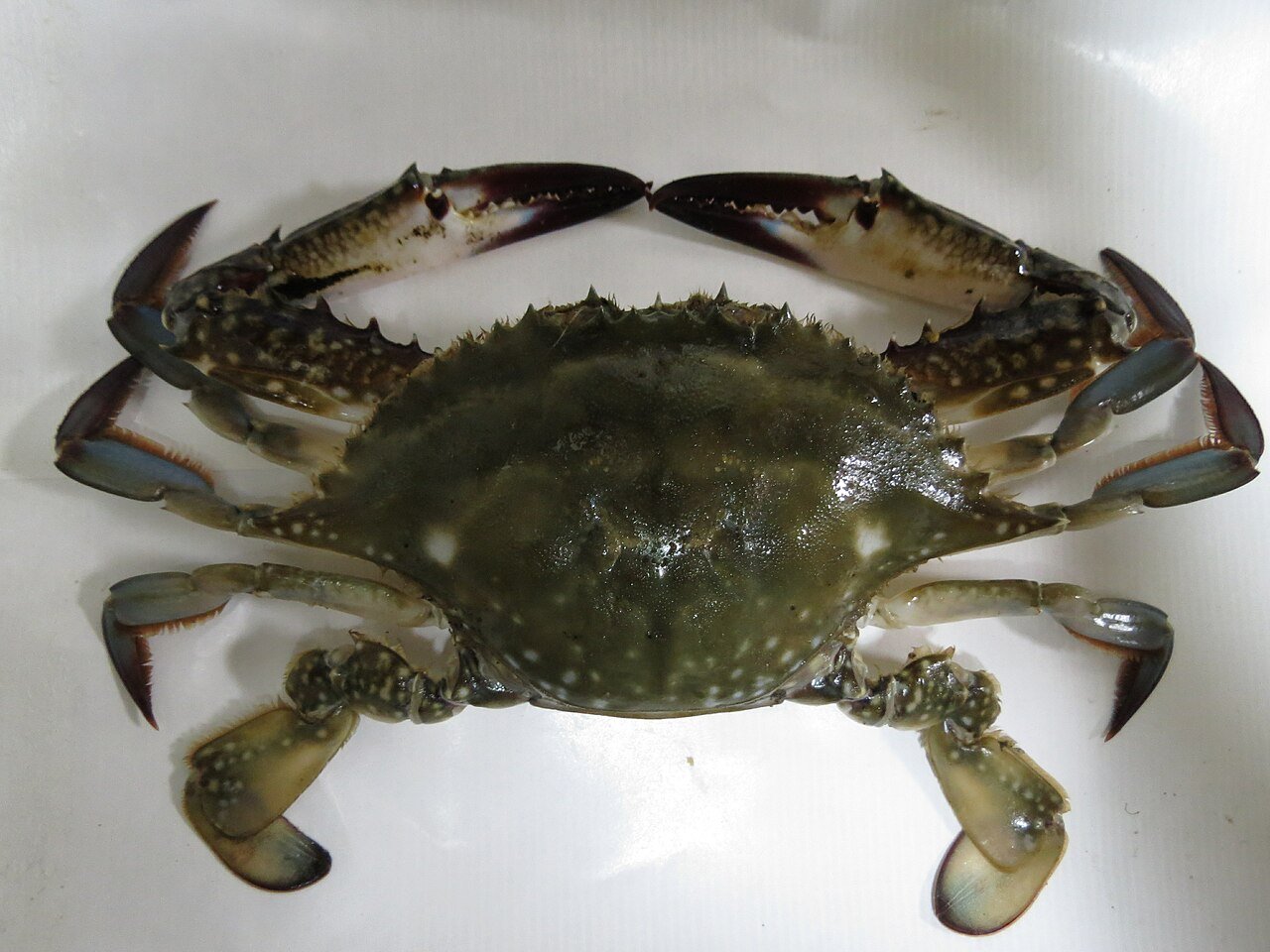 꽃게(Portunus trituberculatus)