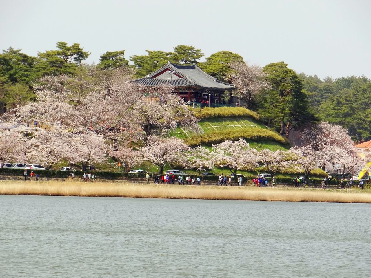 Gyeongpo Lake with cherry blossoms along the path