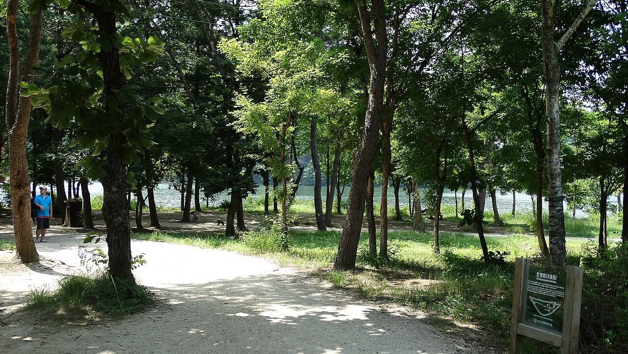 남이섬 당일치기 2026 — 입장료 19,000원·배편·ITX·짚와이어