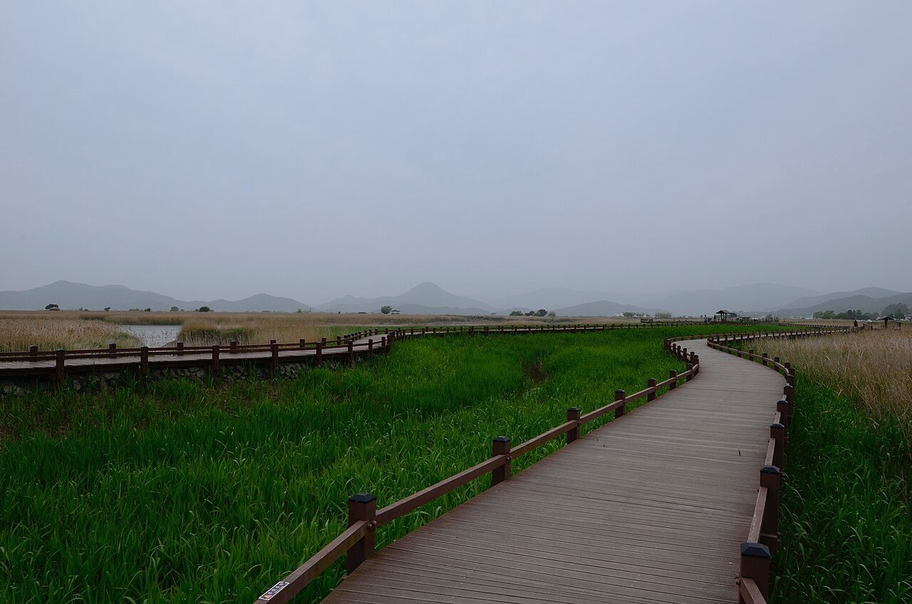 순천만습지 갈대 갯벌과 넓은 습지 전경