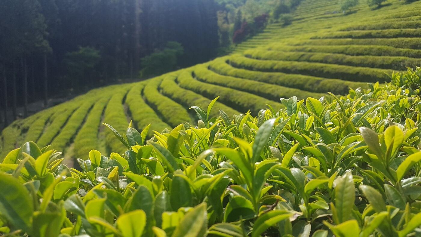 Summer view of Boseong Daehan Dawon green tea fields