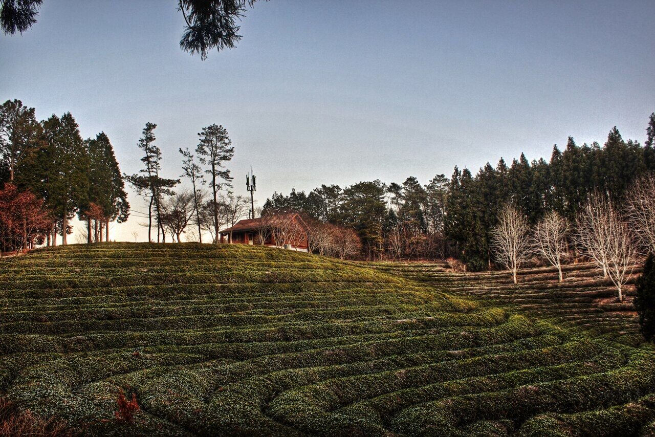 Hillside slope of Boseong green tea fields