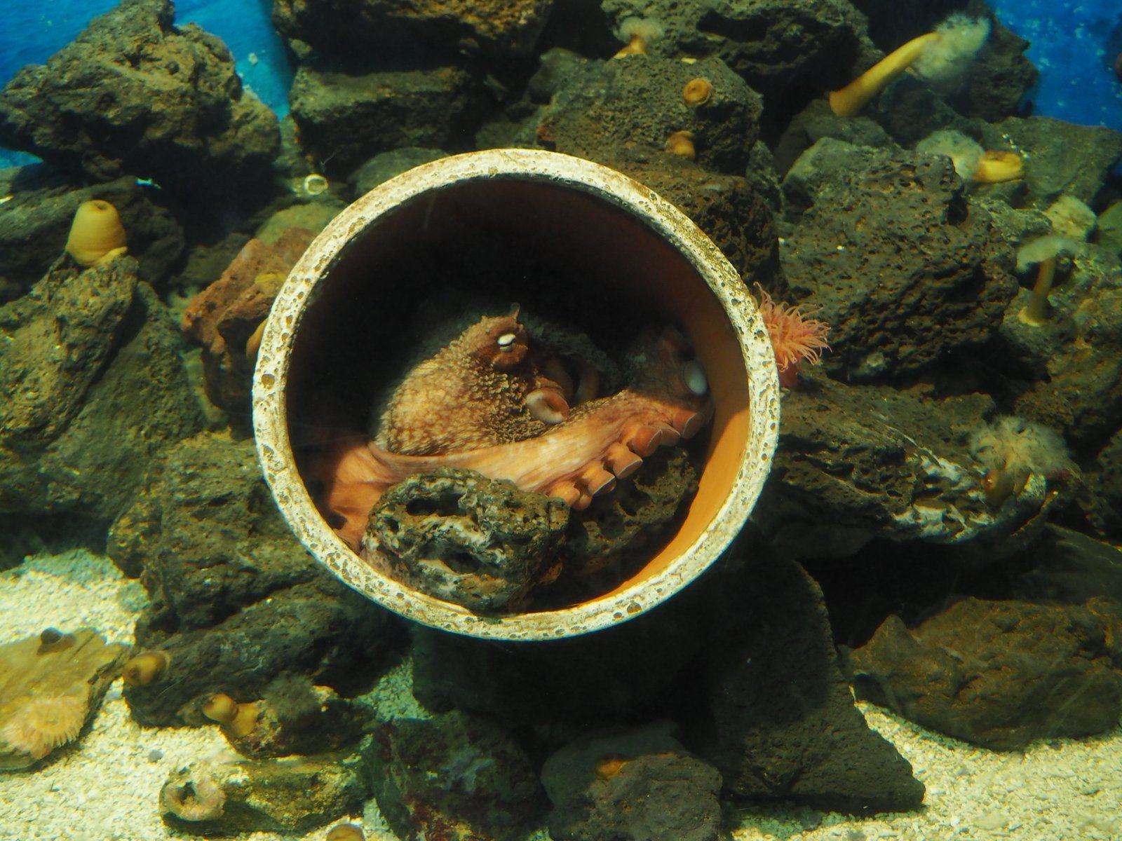 An octopus inside a clay pot on dark rock, with small anemones nearby