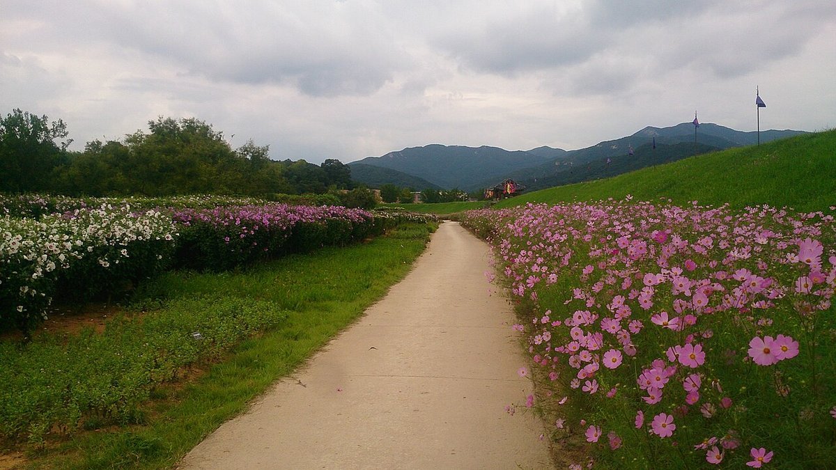 해미읍성 안 흙길 양옆에 코스모스가 핀 모습