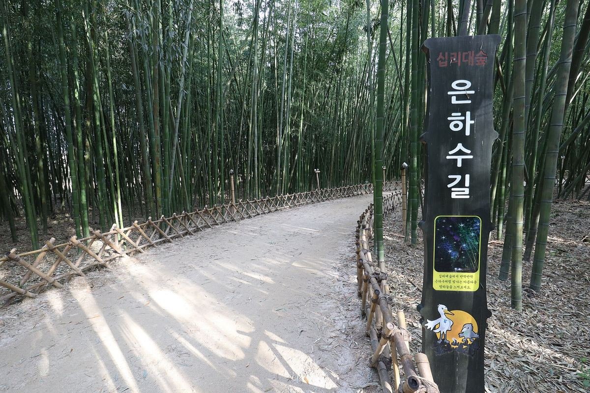 '은하수길' 세로 표지판이 선 대나무숲 오솔길